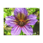 Purple Salpiglossis Sinuata Flower Postcard