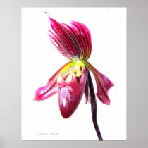 Purple slipper orchid flower against white back poster