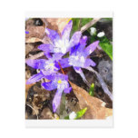 Purple Snow Glories postcards