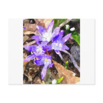 Purple Snow Glories Post Card