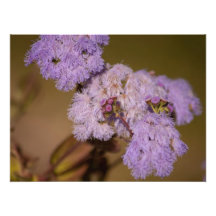 Purple Spiky Flower; No Text Photo Art