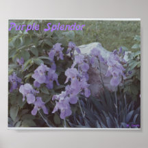 Purple Splendour Print