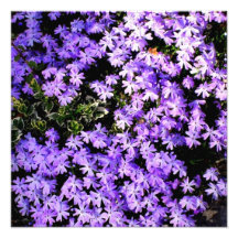 'Purple Springtime' Photographic Print