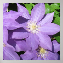 Purple Striped Clematis Poster