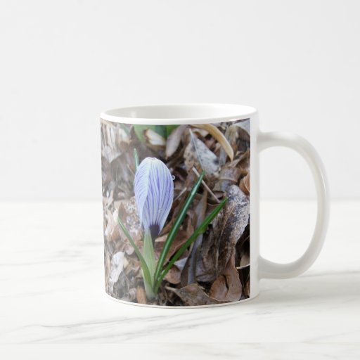Purple striped Crocus flower bud Coffee Mugs