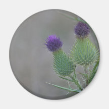 Purple Thistles Fridge Magnets