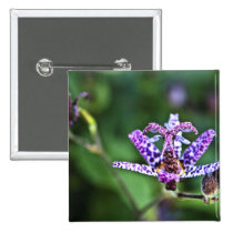Purple Tricyrtis Toad Lily flower buttons