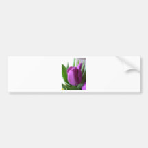 Purple Tulip Bumper Sticker