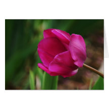 Purple Tulip Card