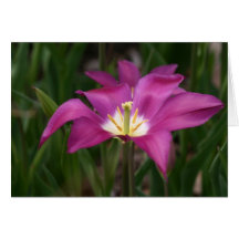 Purple Tulip Card