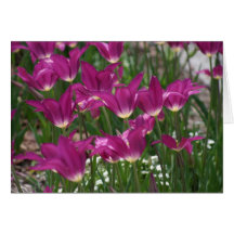 Purple Tulip Cards