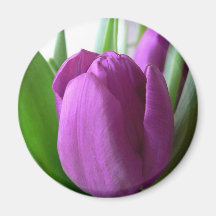 Purple Tulip Fridge Magnets