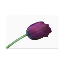 Purple Tulip on White Stretched Canvas Print