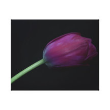 Purple Tulip Stretched Canvas Print