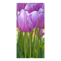 Purple Tulips Blooming in Spring Photo Cards