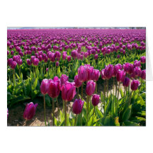 Purple Tulips Greeting Card