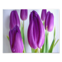 Purple Tulips Photo Print