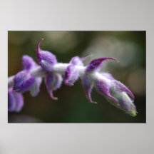 Purple Velvet Poster