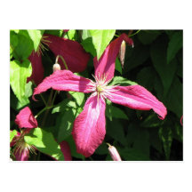Purple Vine Flower Post Cards