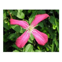 Purple Vine Flower Post Cards