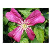 Purple Vine Flower Postcard
