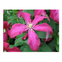 Purple Vine Flower Postcard