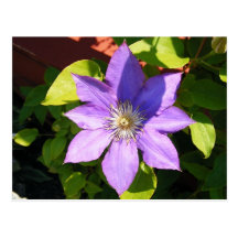 Purple Vine Flower Postcards