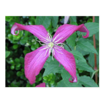 Purple Vine Flower Postcards