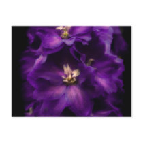 Purple Vintage Delphinium Postcards