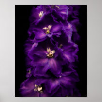Purple Vintage Delphinium Poster
