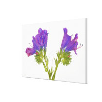 Purple vipers bugloss (echium plantagineum) stretched canvas print