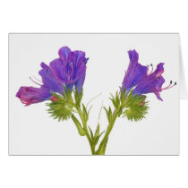 Purple vipers bugloss (echium plantagineum) greeting cards