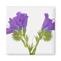 Purple vipers bugloss (echium plantagineum) magnet
