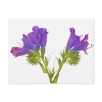 Purple vipers bugloss (echium plantagineum) post card