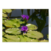 Purple Water Lilies Card
