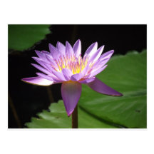 Purple Water Lilly Post Card