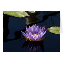 Purple Water Lily Card