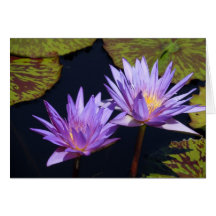 Purple Water Lily Duet Greeting Cards