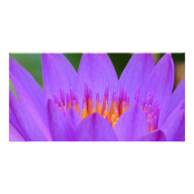 Purple Water Lily Flower Blossom Photo Greeting Card