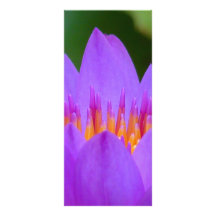 Purple Water Lily Flower Blossom Personalized Rack Card