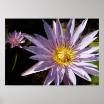 Purple Water Lily Poster