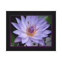 Purple Water Lily With Bee Wrapped Canvas Print