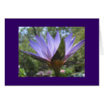 Purple Waterlily Cards