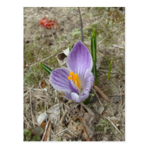 Purple & White Crocus Bloom Postcards