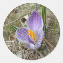 Purple & White Crocus Bloom Stickers