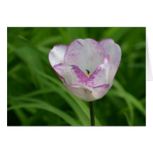 Purple-white tulip greeting cards