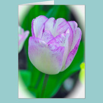 Purple & White Tulip (photog) Note Card cards