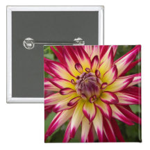 Purple white yellow Dahlia flower Button