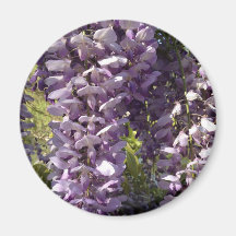 Purple Wisteria magnet
