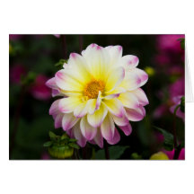 Purple, Yellow & White Dahlia Greeting Card